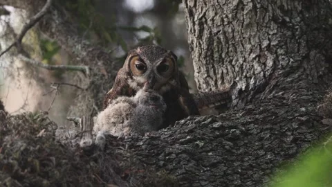 A Great Horned Owl Stock Footage 336335418