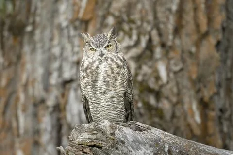 Great horned owl in front of a tree. Stock Photos