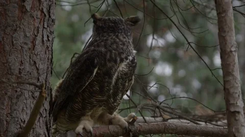Great horned owl hunting from tree branch Stock Footage