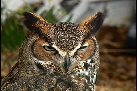 Great Horned Owl Keeps Watch Bird of Prey Stock Footage 141707
