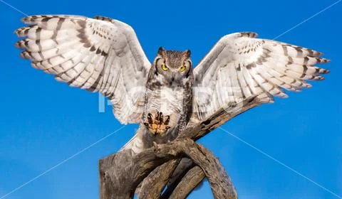 Great-Horned-Owl Landing Wings Open Stock Photos