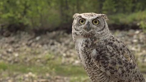 Great Horned Owl - Medium Stock Footage 125347032