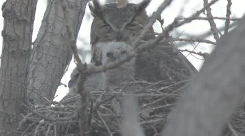 Great horned owl in nest with baby chicks 2 Stock Footage