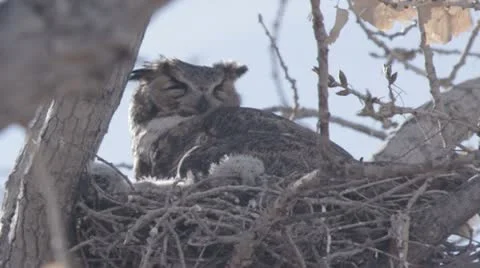 Great horned owl panting Stock Footage