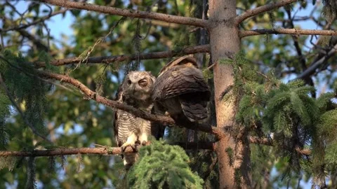Great horned owl perched on  closeup shot Stock Footage 310328485