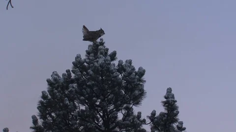 Great-horned Owl Perched on Pine Tree Calling and Hooting in Winter Stock Footage 87307604