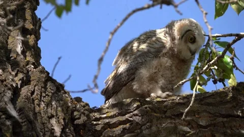 Great horned owl perched on a tree branch in the wild with focused Stock Footage 309402048