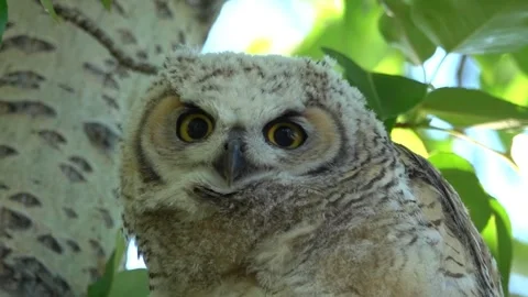 Great horned owl perched on a tree branch Stock Footage 310328461