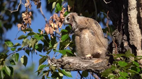 Great horned owl perched on a tree branch closeup Stock Footage 310328475