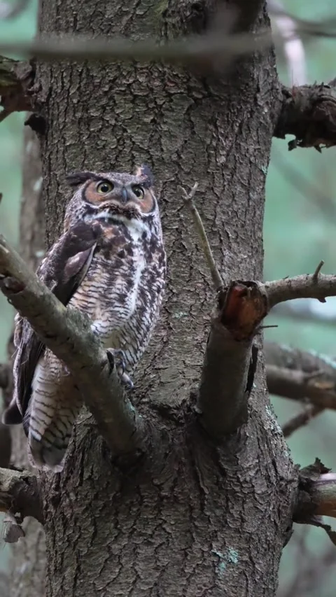 Great horned owl perched on a tree branch in the forest Vídeos de archivo 334824406