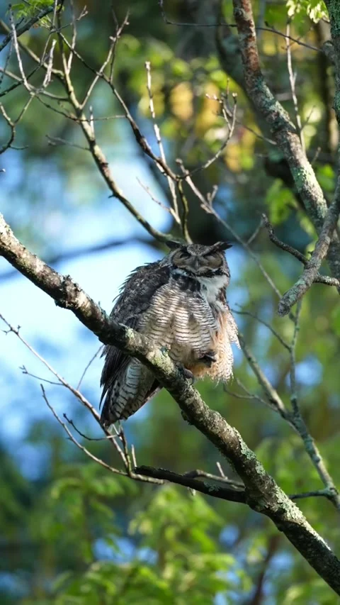 Great horned owl perched on a tree branch in the forest Vidéo 335249086