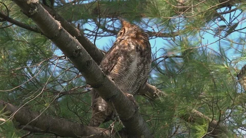 Great horned owl perching on a tree branch in a windy day, Ottawa, Canada Stock-Footage 91755973