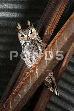 Great Horned Owl Stock Photos
