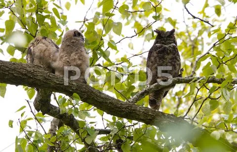 Great Horned Owl Stock Photos