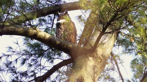 Great Horned Owl On Pine Tree Stock Footage 166814190