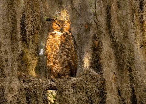 Great Horned Owl Sleeping in Tree Covered With Spanish Moss Stock Photos