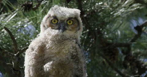 Great horned owl winking at the camera Stock Footage 193700817