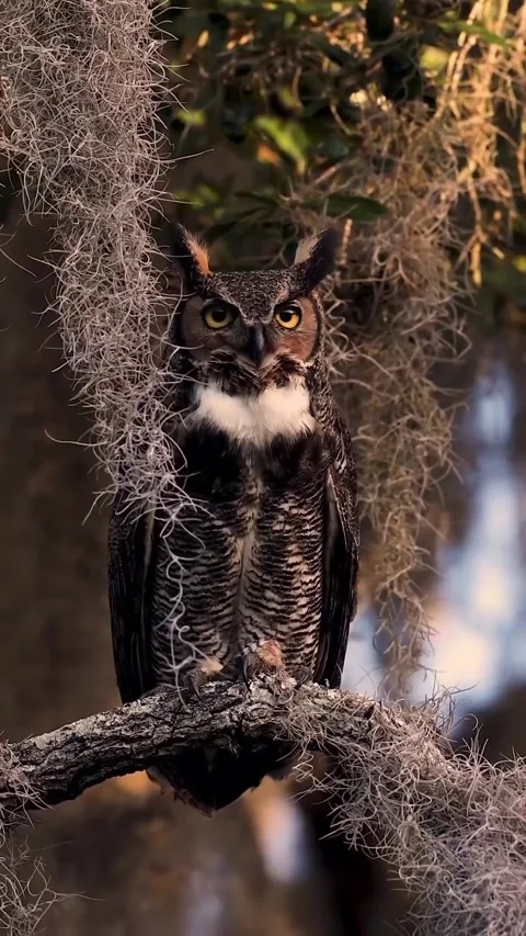 Great horned owls Stock Footage 328024057