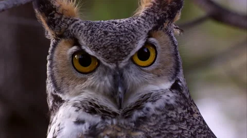 Great Horned owl's head swiveling and hooting. Stock Footage