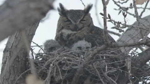 Great horned owls in nest yawn Stock Footage