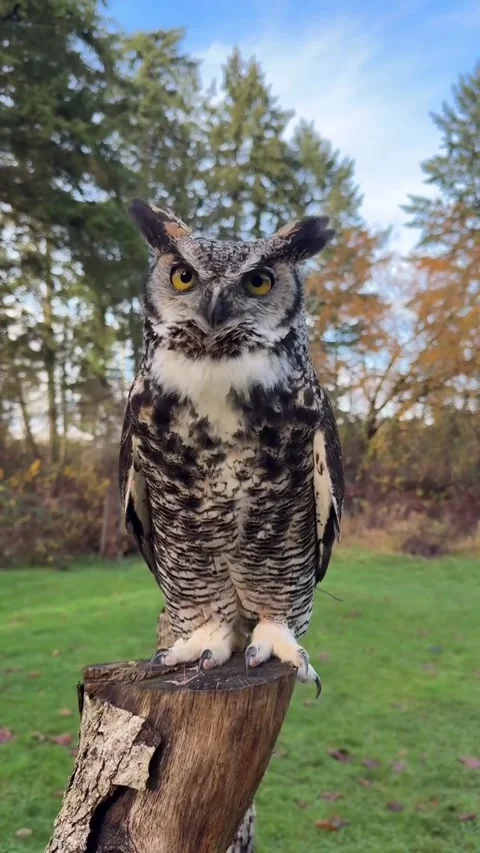 Great Horned Owls use their hoots to establish Video stock 327809088