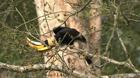 Great Indian Hornbill feeding Stock Footage