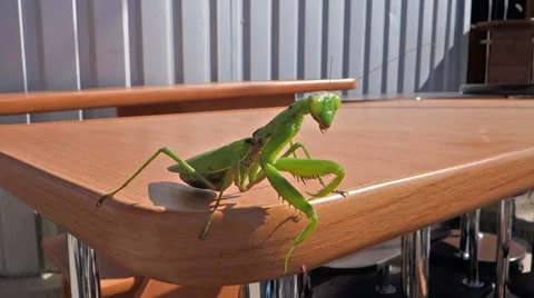 Great insect mantis Stock Footage 55649001