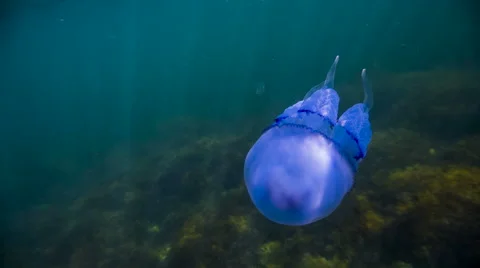 Great  Jellyfish Stock-Footage 41794475