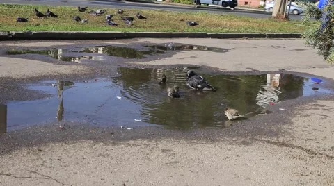 Great joy in a simple puddle Stock Footage 54552972