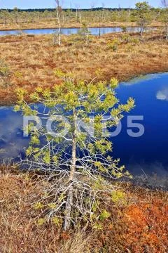 Great Kemeri Bog in Kemeri National Park in Latvia Stock Photos