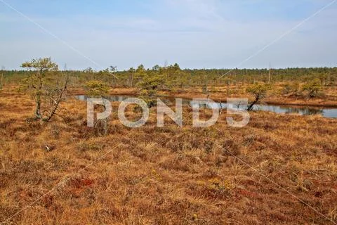 Great Kemeri Bog in Kemeri National Park in Latvia Stock Photos