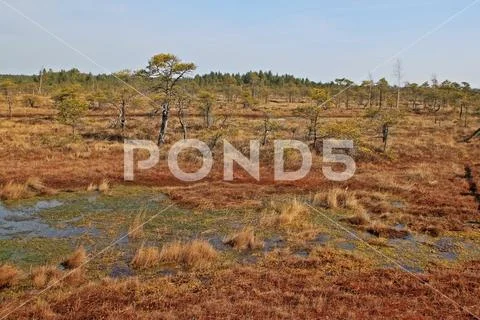 Great Kemeri Bog in Kemeri National Park in Latvia Stock Photos
