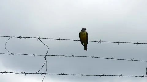 Great Kiskadee on barbed wire Stock Footage 126615800