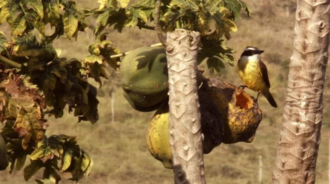A Great kiskadee eating: pecking at previously made hole in papaya fruit Stock Footage 54800835