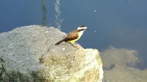 Great Kiskadee Stock Footage 12394602