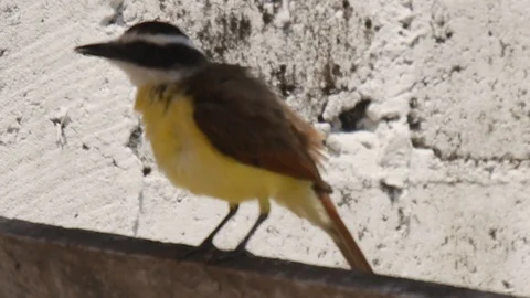 Great Kiskadee Stock Footage 121981188