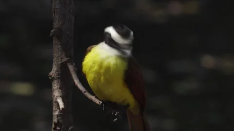 The Great Kiskadee Stock Footage 302310221