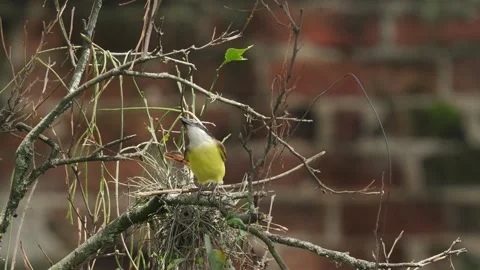 Great Kiskadee with Insect in Beak Takes Flight Pitangus sulphuratus Hunting 스톡 동영상 338263354