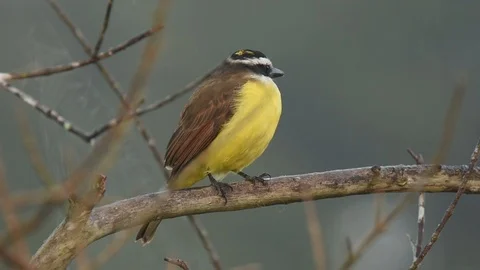 Great Kiskadee looking around Video stock 88544989