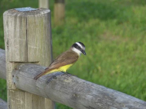Great Kiskadee looking at the camera Stock Photos