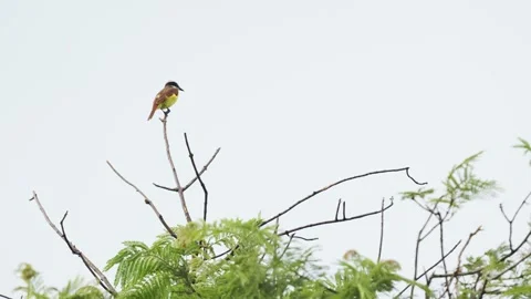Great Kiskadee Perched and Moving on a Leafless Tree Pitangus sulphuratus Stock-Footage 338263171