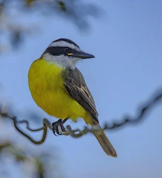 Great Kiskadee perched on a wire Stock Photos