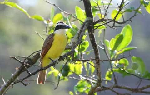 Great kiskadee Stock Photos