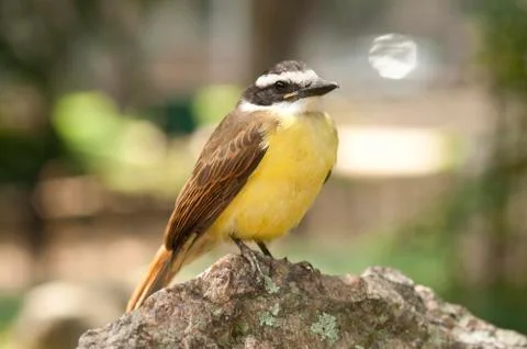 Great kiskadee Stock Photos