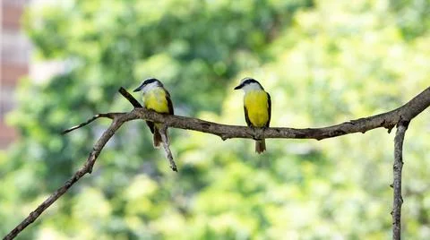 Great Kiskadee Foto stock