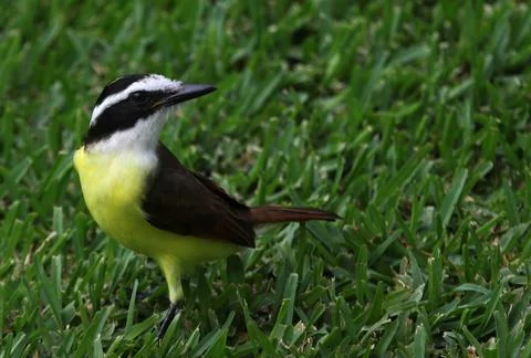 Great Kiskadee Stock Photos