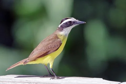 Great Kiskadee (Pitangus sulphuratus) perched on the gorund Stock-Fotos