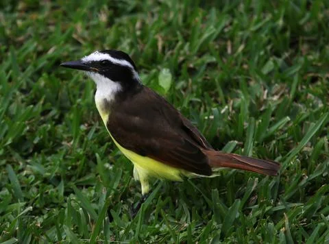 Great Kiskadee Profile Stock Photos