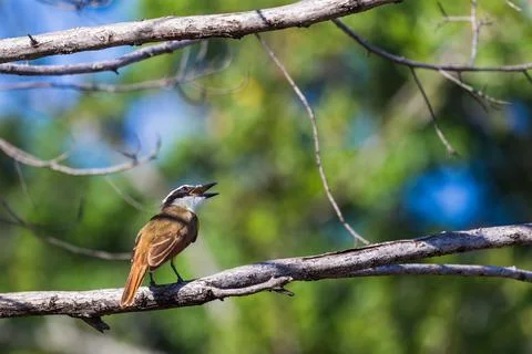 Great kiskadee in a tree Stock Photos