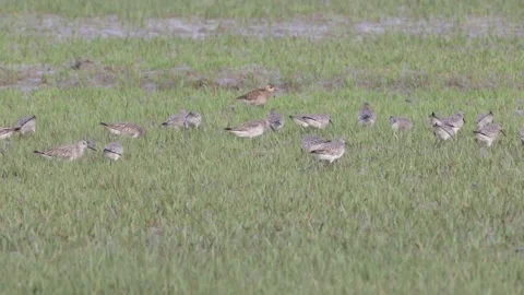 Great Knot bird 4K video without editing. Stock Footage 166697524